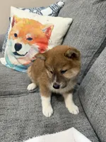 Socks, a male Shiba Inu for sale in Tucson, AZ – 3 of 4