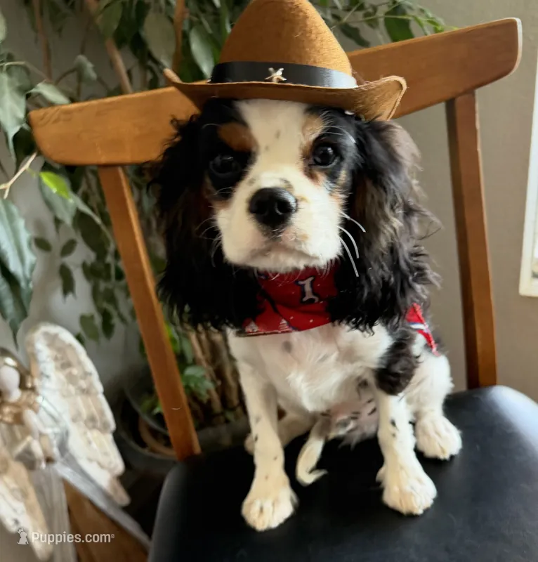 Tiger – Cavalier King Charles Spaniel puppy for sale in Tucson, AZ