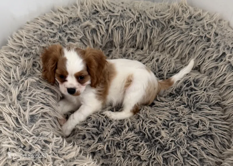 Lincoln – Cavalier King Charles Spaniel puppy for sale in Tucson, AZ