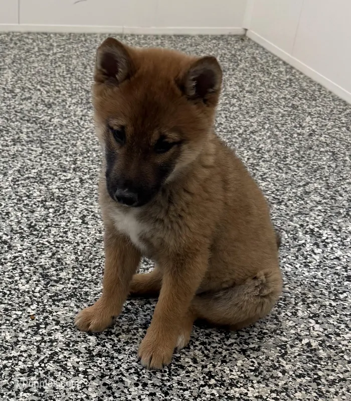 Finn – Shiba Inu puppy for sale in Tucson, AZ