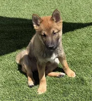 Finn, a male Shiba Inu for sale in Tucson, AZ – 5 of 7