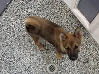Finn, a male Shiba Inu for sale in Tucson, AZ – 6 of 7