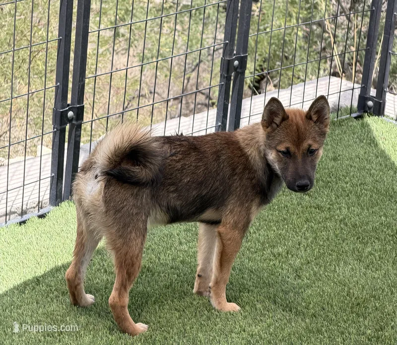 Finn – Shiba Inu puppy for sale in Tucson, AZ
