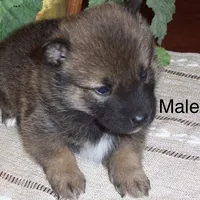 Finn, a male Shiba Inu for sale in Tucson, AZ – Photo 6 of 7