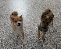 Finn, a male Shiba Inu for sale in Tucson, AZ – 7 of 7