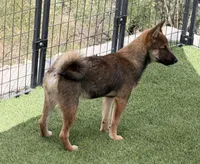 Finn, a male Shiba Inu for sale in Tucson, AZ – 2 of 7