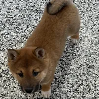 Finn, a male Shiba Inu for sale in Tucson, AZ – Photo 3 of 7
