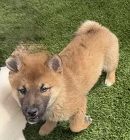 Finn, a male Shiba Inu for sale in Tucson, AZ – Photo 1 of 7