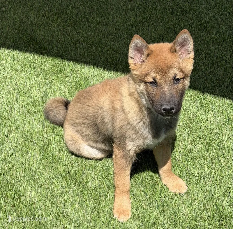 Finn – Shiba Inu puppy for sale in Tucson, AZ