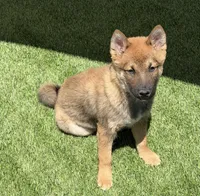 Finn, a male Shiba Inu for sale in Tucson, AZ – 3 of 7