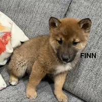 Finn, a male Shiba Inu for sale in Tucson, AZ – Photo 7 of 7