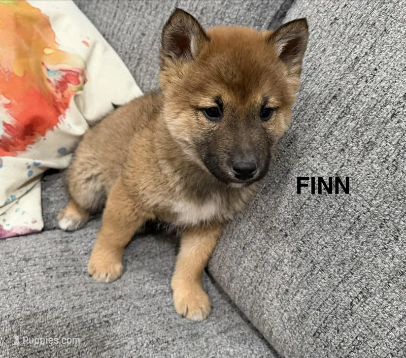Finn