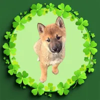 Finn, a male Shiba Inu for sale in Tucson, AZ – Photo 2 of 7