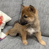 Finn, a male Shiba Inu for sale in Tucson, AZ – Photo 5 of 7