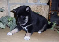 Maxim, a male Shiba Inu for sale in Tucson, AZ – Photo 5 of 5