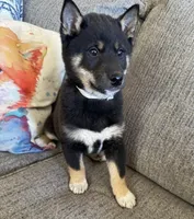 Maxim, a male Shiba Inu for sale in Tucson, AZ – Photo 1 of 5