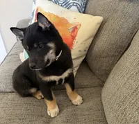 Maxim, a male Shiba Inu for sale in Tucson, AZ – Photo 4 of 5