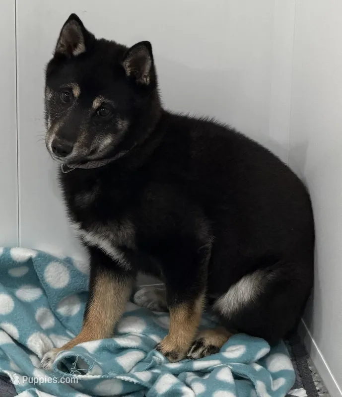 Miko – Shiba Inu puppy for sale in Tucson, AZ
