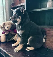 Miko, a female Shiba Inu for sale in Tucson, AZ – Photo 2 of 2