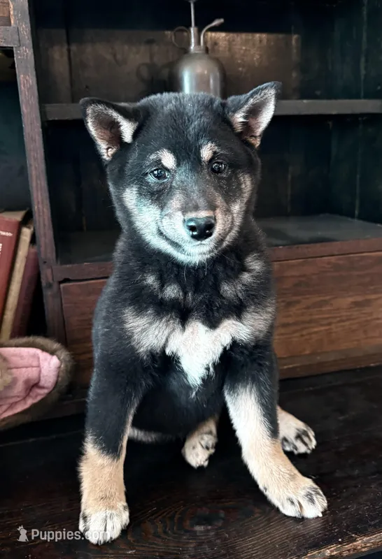 Miko – Shiba Inu puppy for sale in Tucson, AZ
