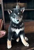 Miko, a female Shiba Inu for sale in Tucson, AZ – Photo 1 of 2