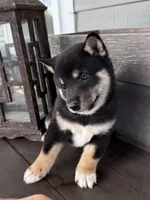 Drake, a male Shiba Inu for sale in Tucson, AZ – 2 of 2