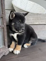 Denali, a female Shiba Inu for sale in Tucson, AZ – 1 of 2