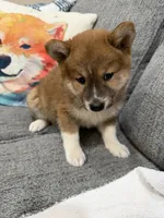 Socks, a male Shiba Inu for sale in Tucson, AZ – 2 of 4