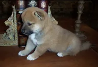 Fenix, a male Shiba Inu for sale in Tucson, AZ – 2 of 3