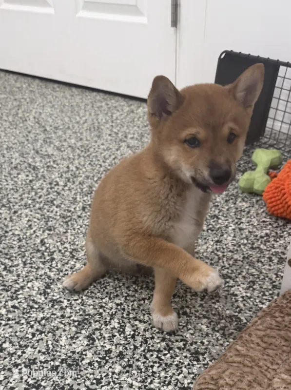 Fantom – Shiba Inu puppy for sale in Tucson, AZ