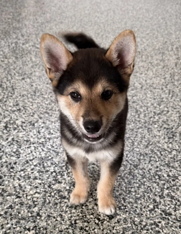 Scout – Shiba Inu puppy for sale in Tucson, AZ