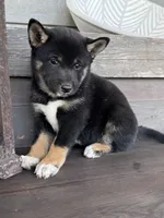 Denali, a female Shiba Inu for sale in Tucson, AZ – 2 of 2