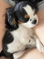 Tiger, a male Cavalier King Charles Spaniel for sale in Tucson, AZ – 6 of 9