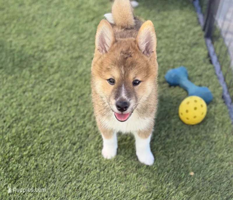 Socks – Shiba Inu puppy for sale in Tucson, AZ