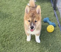 Socks, a male Shiba Inu for sale in Tucson, AZ – 1 of 4