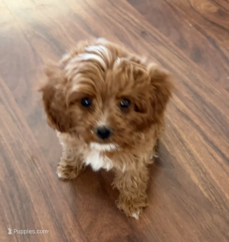Hally – Cavapoo puppy for sale in Tucson, AZ