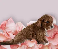 Bella, a female Cavapoo for sale in Tucson, AZ – Photo 2 of 3