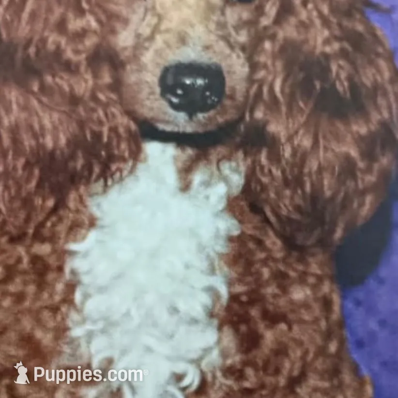Bella, a female Cavapoo for sale in Tucson, AZ – Photo 3 of 3