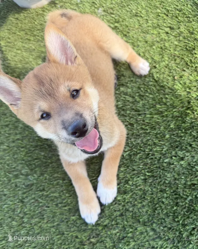 Fantom – Shiba Inu puppy for sale in Tucson, AZ