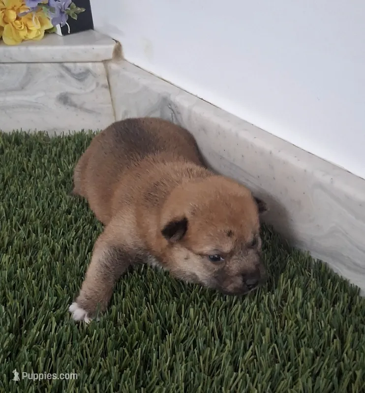 Lina – Shiba Inu puppy for sale in Tucson, AZ