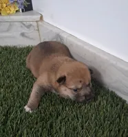 Lina, a female Shiba Inu for sale in Tucson, AZ – 1 of 1