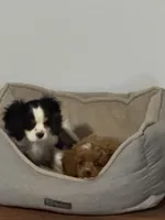 Buddy, a male Cavalier King Charles Spaniel for sale in Tucson, AZ – 4 of 6