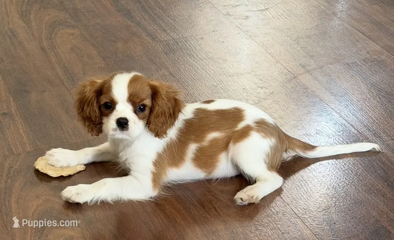 Tucker – Cavalier King Charles Spaniel puppy for sale in Tucson, AZ
