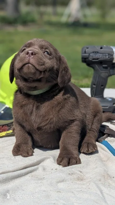 Cleo – Labrador Retriever puppy for sale in Hartville, MO