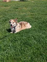 Wiggles, a female Pembroke Welsh Corgi and Miniature Australian Shepherd for sale in Hartville, MO – 2 of 2