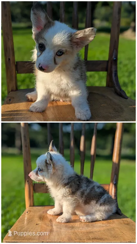 Andy – Australian Cattle Dog, Pembroke Welsh Corgi puppy for sale in Hartville, MO