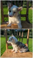 Andy, a male Australian Cattle Dog and Pembroke Welsh Corgi for sale in Hartville, MO – 1 of 1