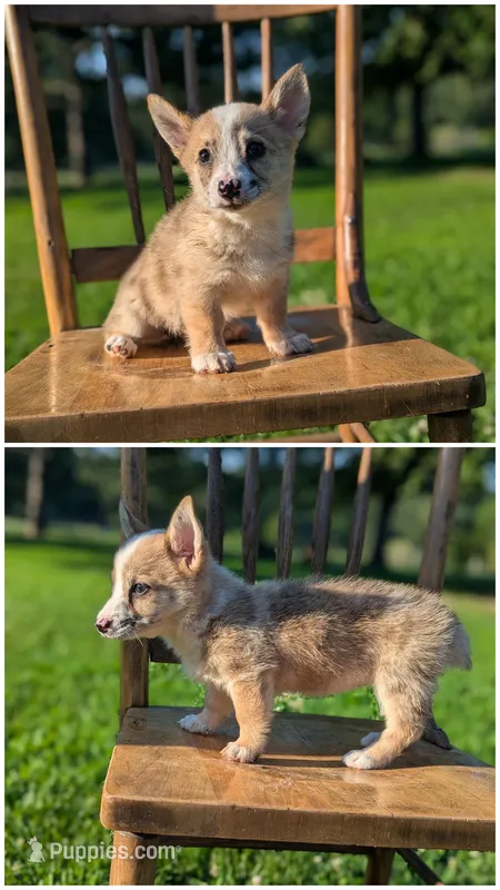 Polly – Australian Cattle Dog, Pembroke Welsh Corgi puppy for sale in Hartville, MO