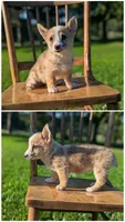 Polly, a female Australian Cattle Dog and Pembroke Welsh Corgi for sale in Hartville, MO – 1 of 1