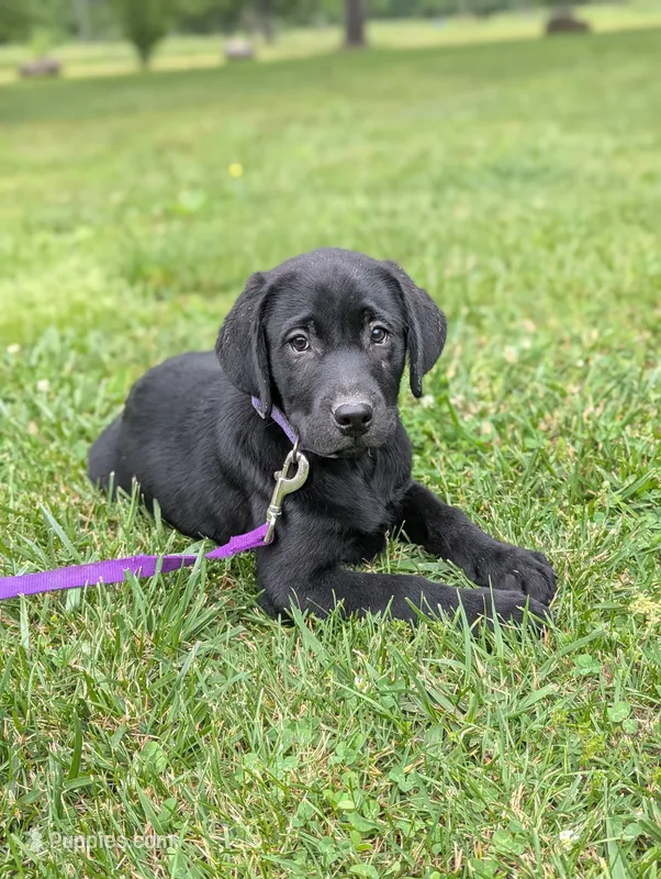 Fred – Labrador Retriever puppy for sale in Hartville, MO